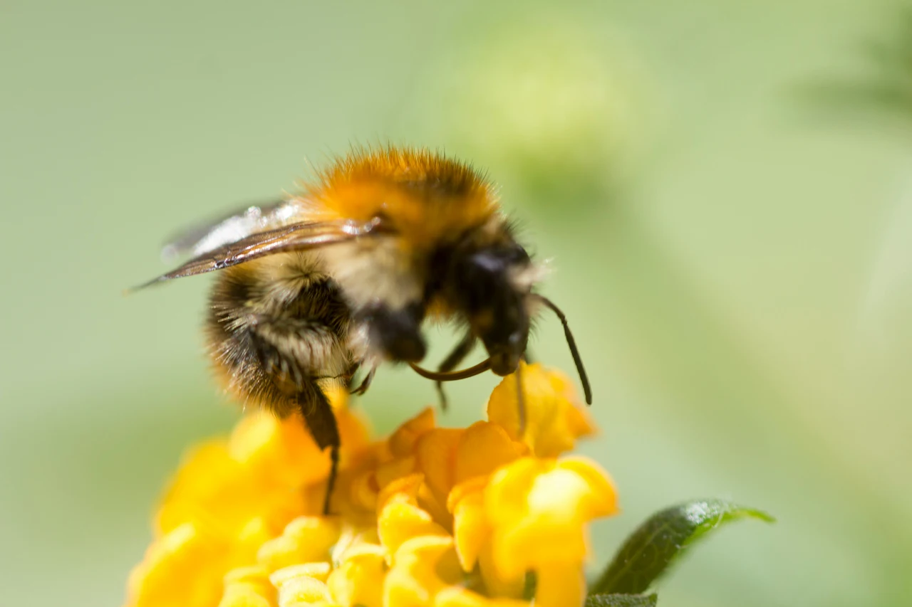 Questa pianta attira le api: perfetta per impollinazione Questa pianta attira le api: perfetta per impollinazione